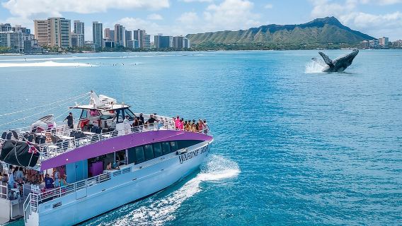 2-Hour Whale Watching Waikiki Oahu Guaranteed sightings!