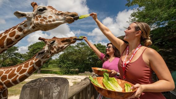 Zoo Miami Ticket with Optional Upgrade