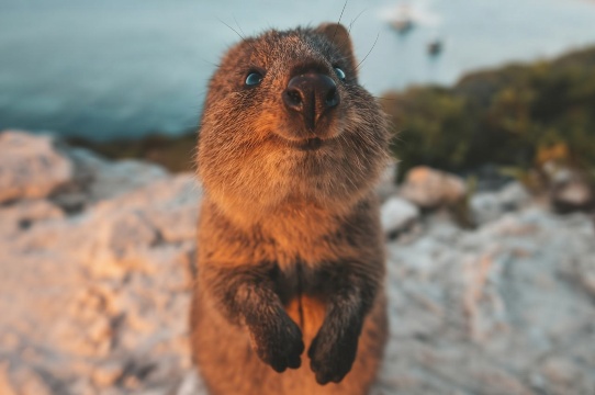1-day tour to Rottnest Island in Perth, Australia [self-guided tour - full-day free time]
