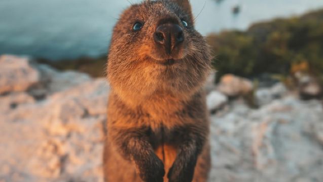 1-day tour to Rottnest Island in Perth, Australia [self-guided tour - full-day free time]