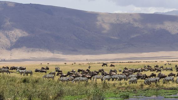 Excursión de un día al cráter de Ngorongoro