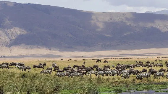Ngorongoro Crater Day Trip