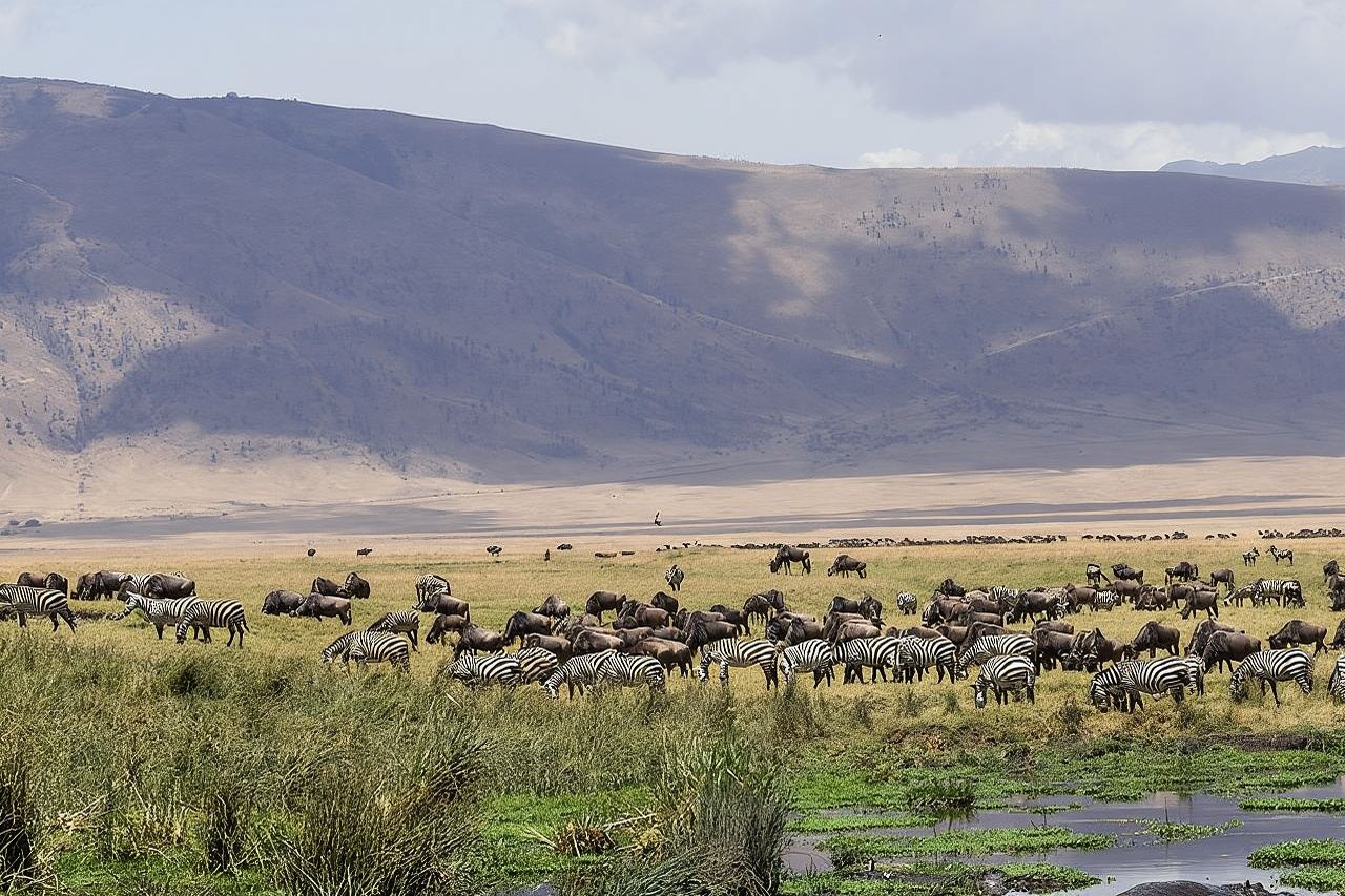 Escursione di un giorno al cratere di Ngorongoro
