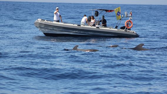 Walbeobachtungs- und Meereswissenschaftstour