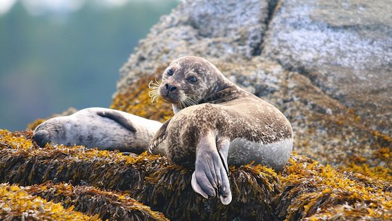 Sea Vancouver Waterfront Sightseeing with City and Nature Tour