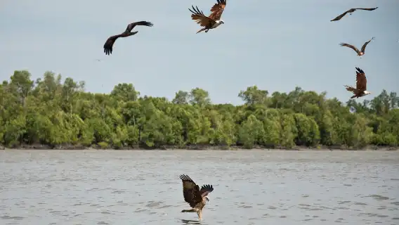 天空之境+猴子山+海上老鷹+螢火蟲+藍眼淚船票