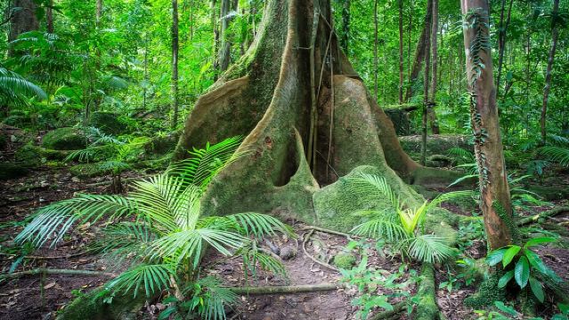 Экскурсия в Дейнтри Рейнфорест и Моссман Гордж для небольшой группы из Порт-Дугласа.
