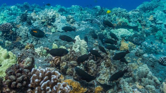 South Maui: Lanai Snorkel & Dolphin Watch from Maalaea