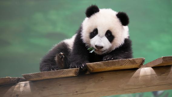 Rhenen: Eintrittskarte für den Ouwehands Zoo