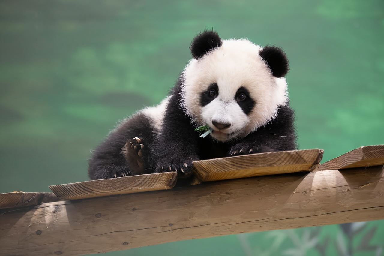 Rhenen: ตั๋วเข้าชมสวนสัตว์ Ouwehands