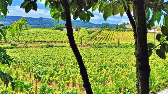 Porto: 3 regioni vinicole e pranzo in fattoria con vista per piccoli gruppi
