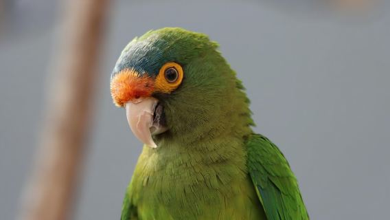 Guadalajara: ticket to Michin Aquarium