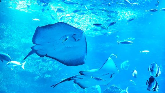 Kyoto Aquarium Admission Ticket