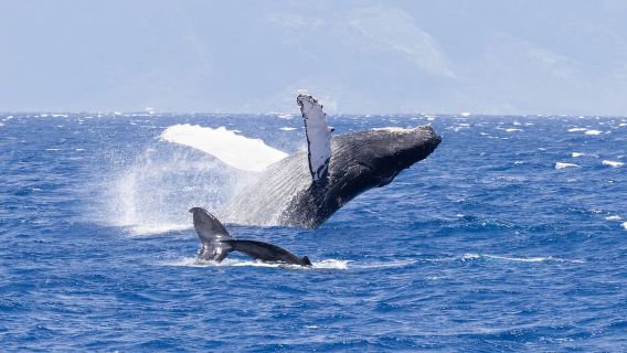 Maui: Ka'anapali Discount Whale Watch - Beach Loading Vessel