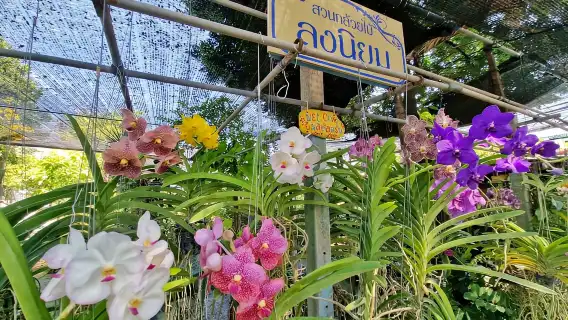 曼谷運河隨上隨下游船之旅