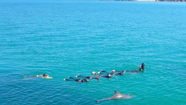 Tagesausflug zum Schwimmen mit wilden Delfinen
