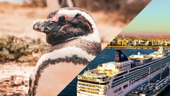 Shore Tours Punta Tombo Cruise Ship Passengers Puerto Madryn