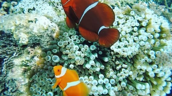 Snorkel en la Laguna Azul y Tanjung Jepun en Padang Bai, Bali