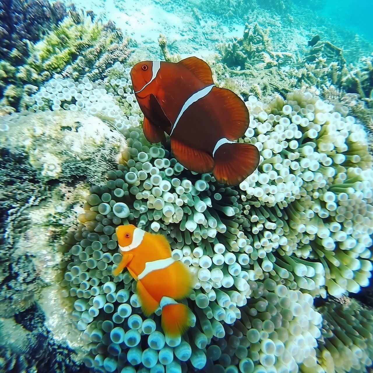 Blue Lagoon and Tanjung Jepun Snorkeling in Padang Bai Bali