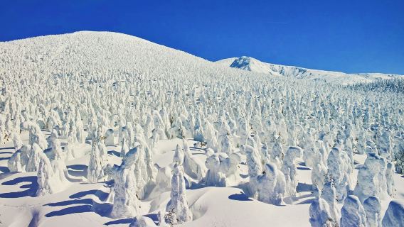 Sendai - Zaō Fox Village + Frost-covered Trees in Zaō Mountains + Ginzan Onsen Day Tour