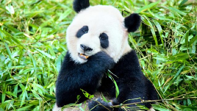 熊貓谷+青城前山一日遊含門票私家一單一團出行三環內含接送