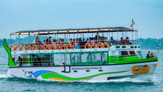 Whales and Dolphins Watching-Luxury Super Grade Cruiser(Hotel Pick up offered)
