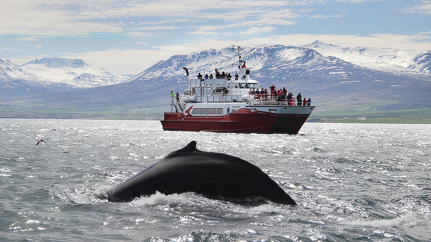 Akureyri Whale/Northern Lights Cruise Experience in Iceland [Multiple Boat Types & Activities Available/Free Reboarding if No Whales or Northern Lights Are Spotted]