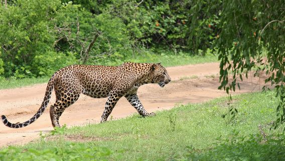 Full day Safari - Yala National Park - 04.30 am to 06.00 pm with - Janaka safari