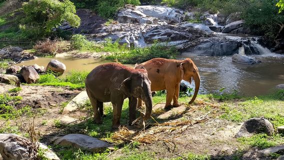 Chiang Mai Half Day Elephant Sanctuary Observation and Waterfall