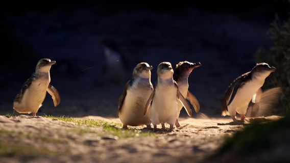 澳洲菲利普島自然公園一日遊【Penguin Parade/瑪璐考拉和動物園】