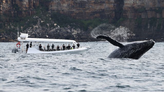 Avvistamento delle balene a Sydney in motoscafo