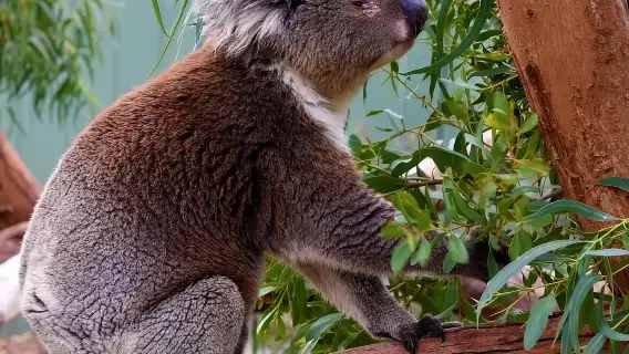 Melbourne Penguin Parade + Moonlight Sanctuary one-day tour | Including admission ticket+ transfer + Rainbow House