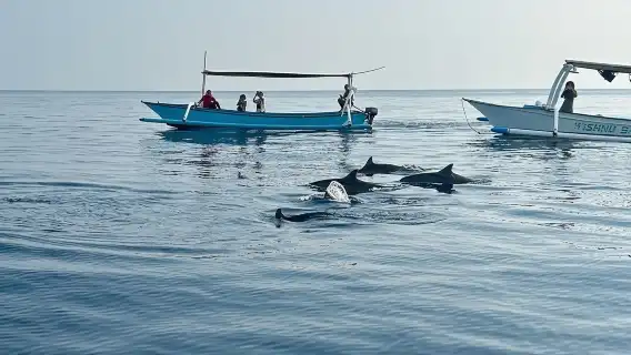 峇裡島羅威那海豚觀賞之旅 