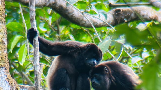 マングローブボートツアー - マヌエル・アントニオ