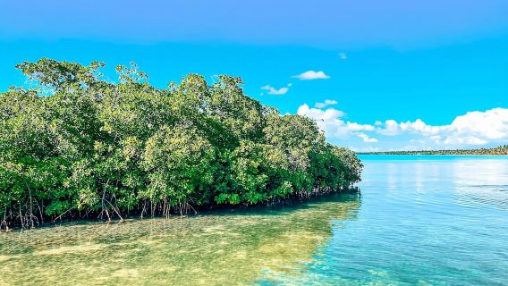 Isla Saona Speedboat Tour - Lunch, Wildlife & Natural Pools