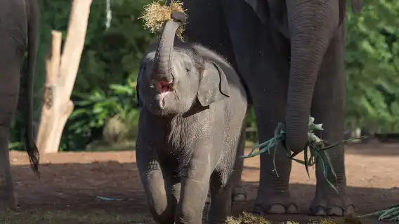 Sydney: Taronga Zoo Ticket with Return Ferry