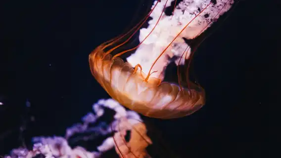 Poema del Mar Skip-the-Line Ticket