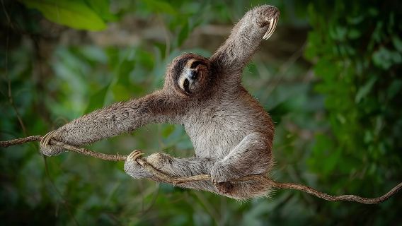 Sloth Tour in Rainforest, Waterfall, Organic Coffee and Chocolate