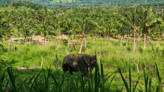From Bangkok: Living Green Elephant Sanctuary Day Trip