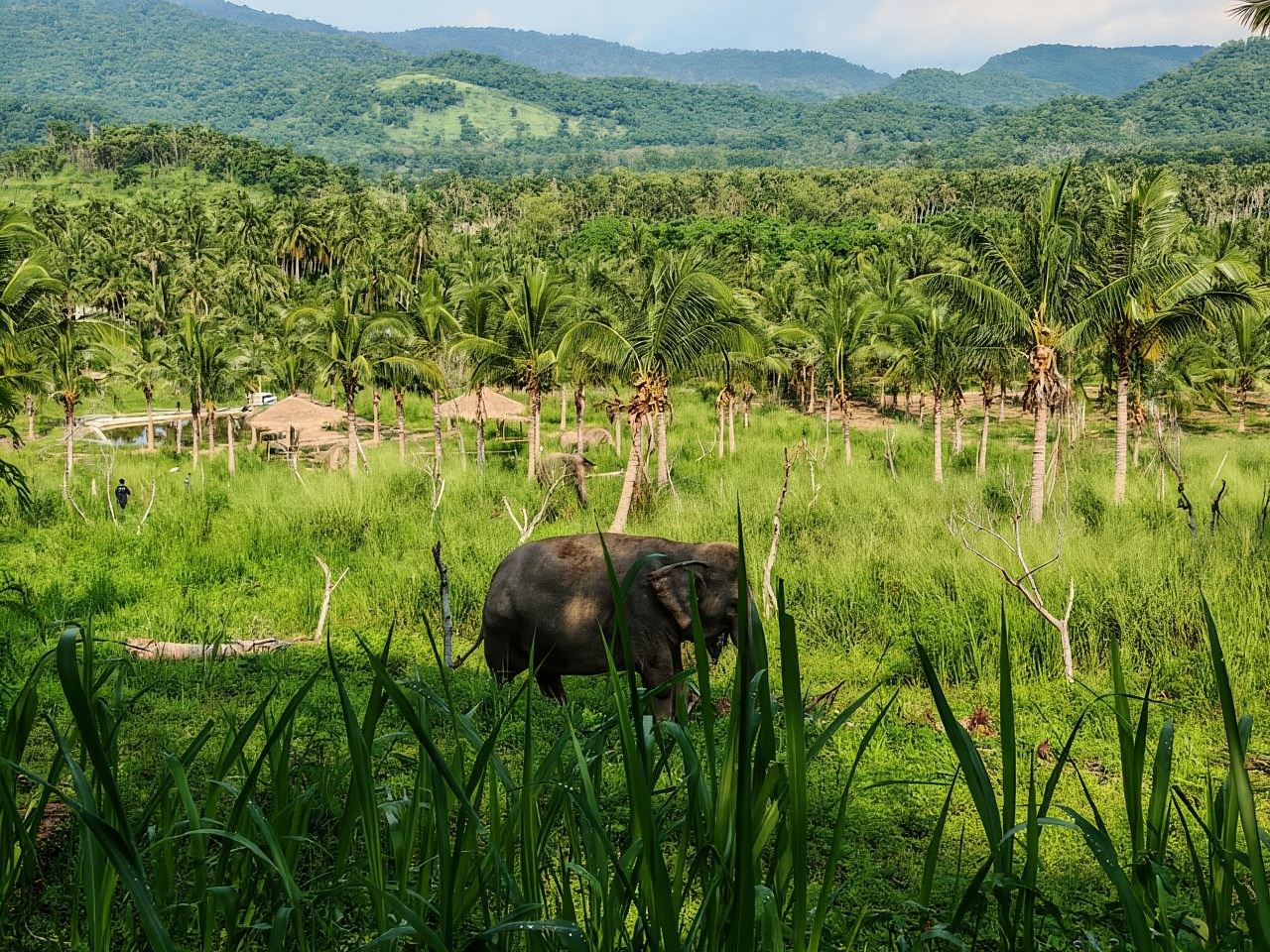 Ab Bangkok: Tagesausflug zum Living Green Elephant Sanctuary