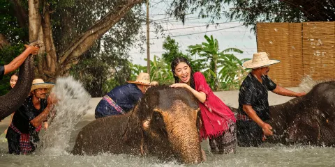 泰國曼谷大象營一日遊【NO.1大象營/普通話服務/可自行前往】