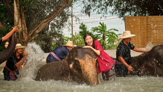 One-day tour to the Elephant Park in Bangkok, Thailand [ Officially certified ]