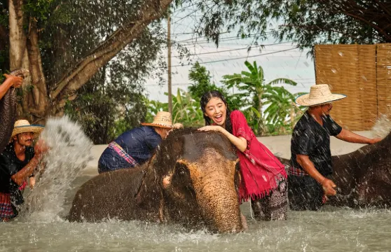 泰國曼谷大象營一日遊【NO.1大象營/普通話服務/可自行前往】