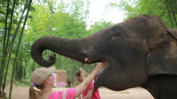 ทัวร์วันเดียว/ทัวร์หลายวัน อุทยานนิเวศช้างแม่วางโคโช เชียงใหม่ เชียงใหม่ ประเทศไทย