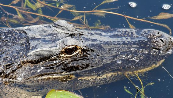 1 Hour Everglades Airboat Tour Central Florida