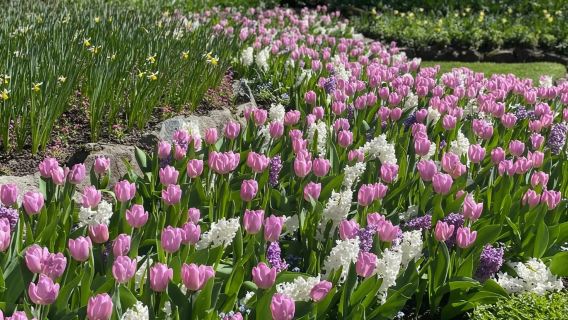 加拿大維多利亞橡樹城堡+布查德花園一日遊/行程可調-悅享旅途