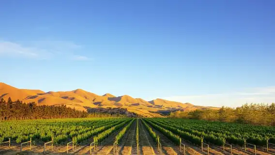Waipara Wine Tour from Christchurch - including Lunch & Tastings