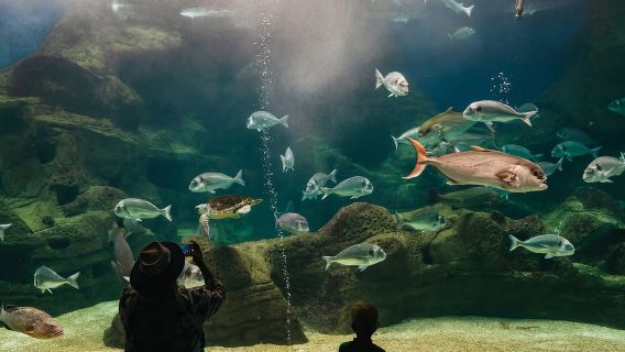 Area di Heraklion: biglietto d'ingresso al CRETAquarium
