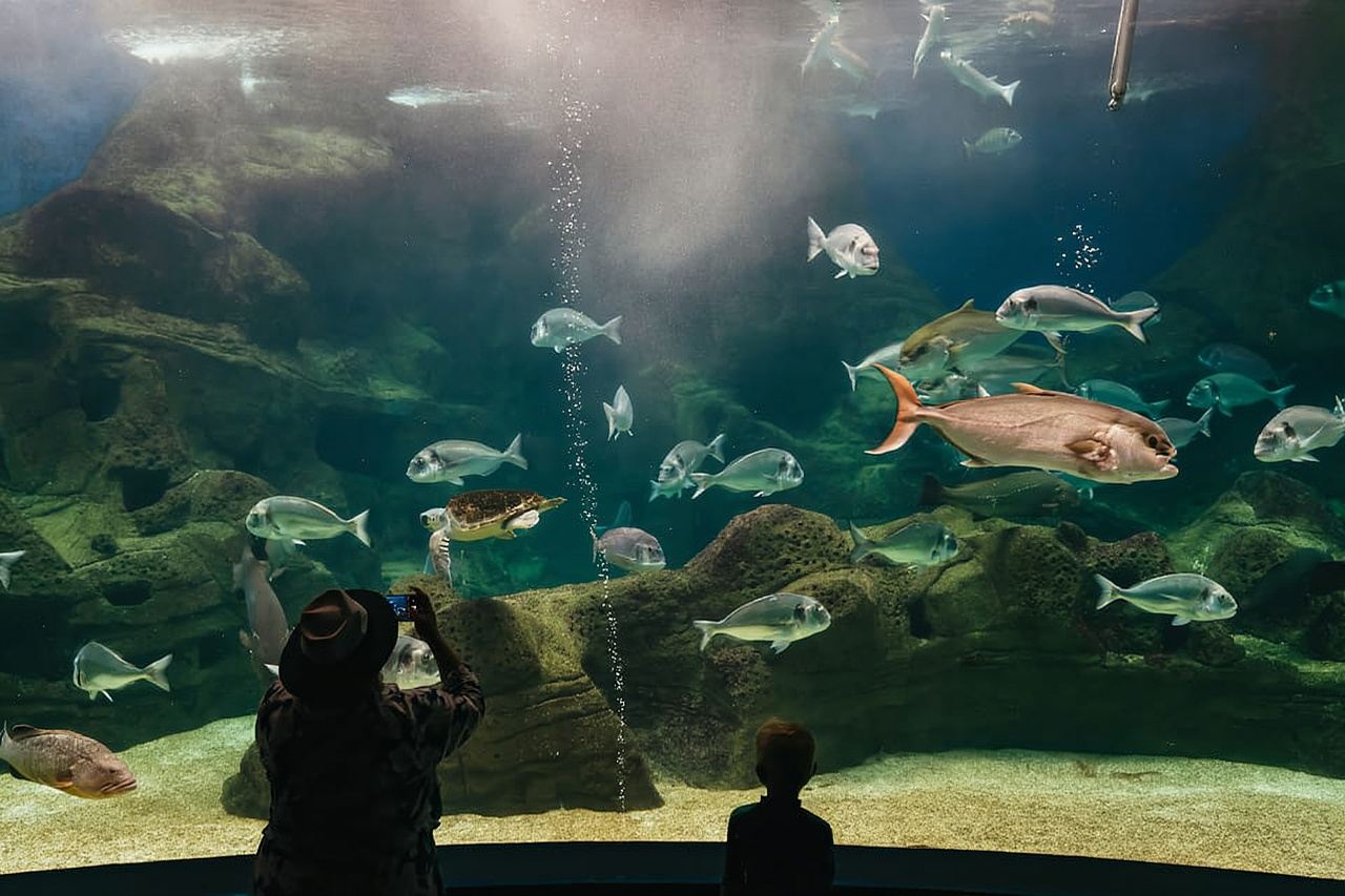 Kawasan Heraklion: Tiket Kemasukan CRETAquarium