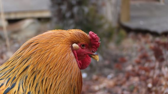 Гора Фоксфайр: семейное приключение с походом и подвесным мостом